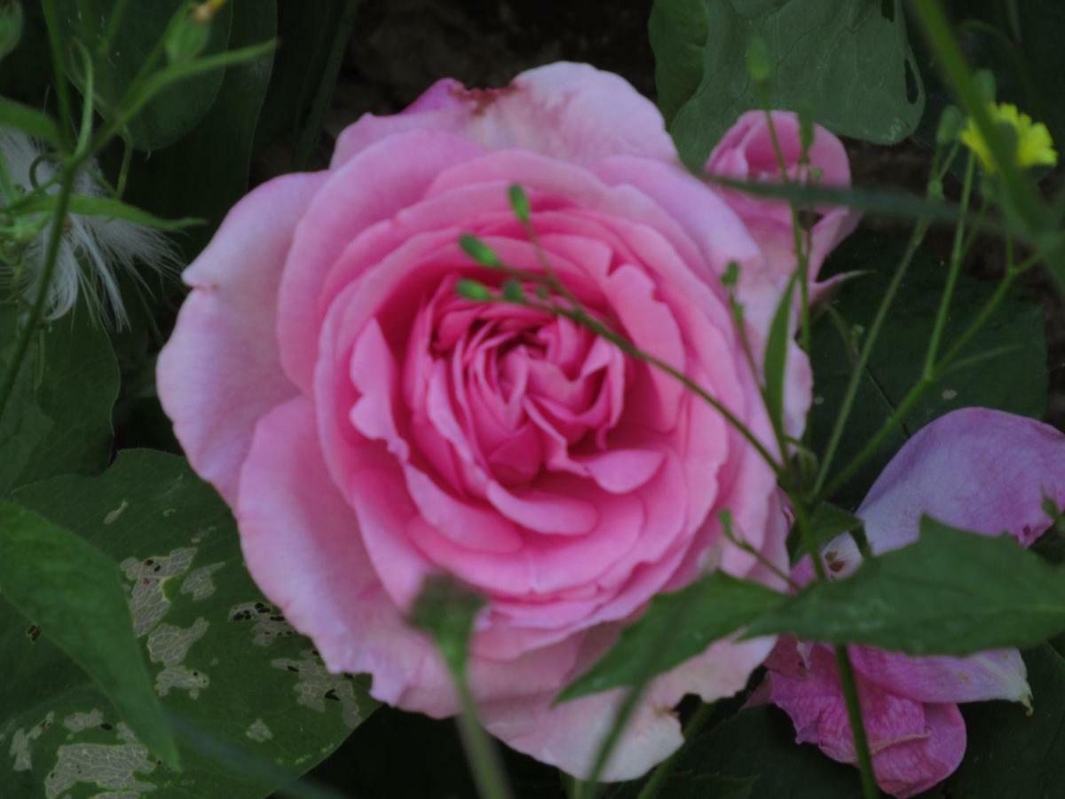 The Old Vicarage Hotel & Restaurant Bridgwater Exterior foto Rosa 'Mary Rose'