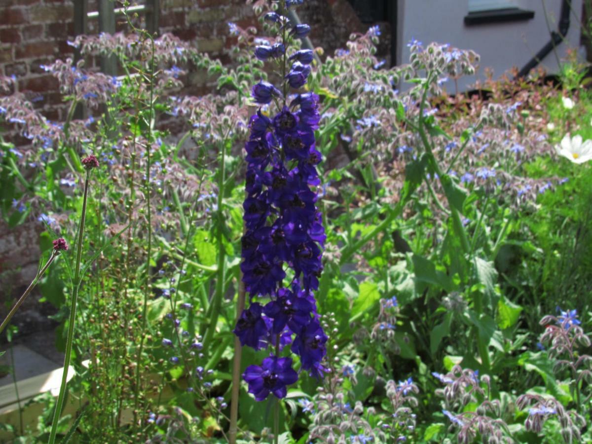 The Old Vicarage Hotel & Restaurant Bridgwater Exterior foto Delphinium 'Blue King'